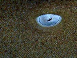 Eye of nurse shark. Grand Cayman. Sea and Sea DX5000. by David Heidemann 